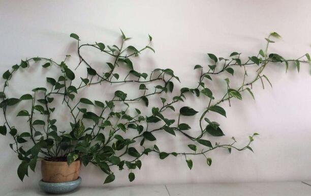 綠植租賃公司簡述室內(nèi)擺放植物花卉要注意的問題