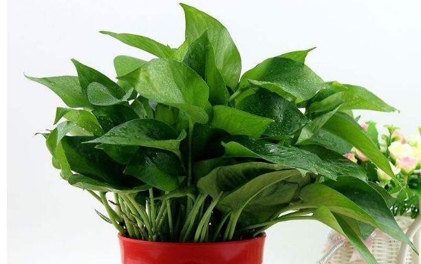 上海綠植租賃養(yǎng)護(hù)公司教您如何正確養(yǎng)殖綠蘿