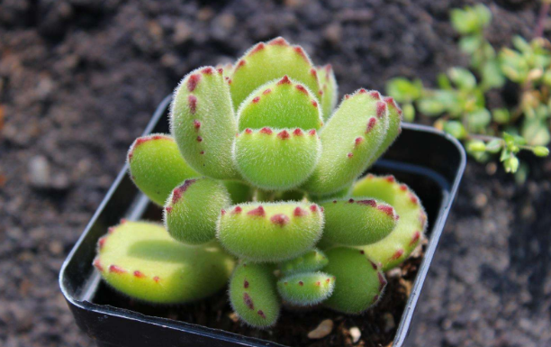 上海綠植租賃公司教您如何正確給多肉植物澆水