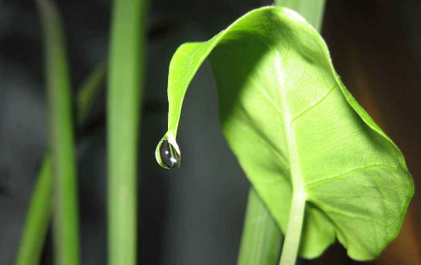 上海綠植租賃公司為您講解怎樣避免滴水觀音葉子變黃