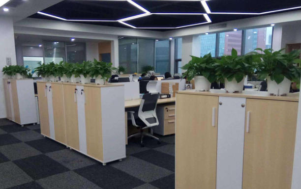 上海綠植租賃公司為您介紹一些綠植的保養(yǎng)方法