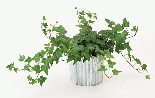 上海綠植租賃公司淺談辦公場所綠植養(yǎng)護方法