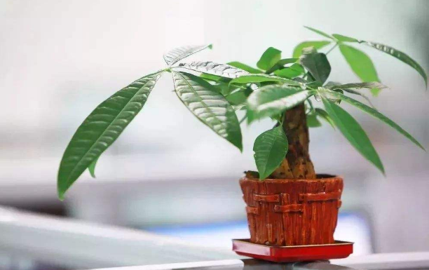 上海綠植租賃養(yǎng)護公司淺談擺放綠植的講究有哪些