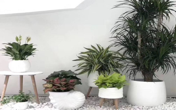綠植租賃公司完整的植物服務流程