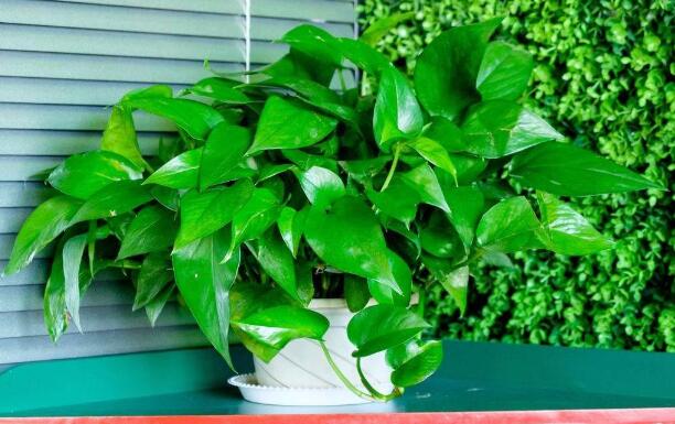 綠植租賃公司簡單介紹一些有關(guān)觀葉植物的養(yǎng)殖知識