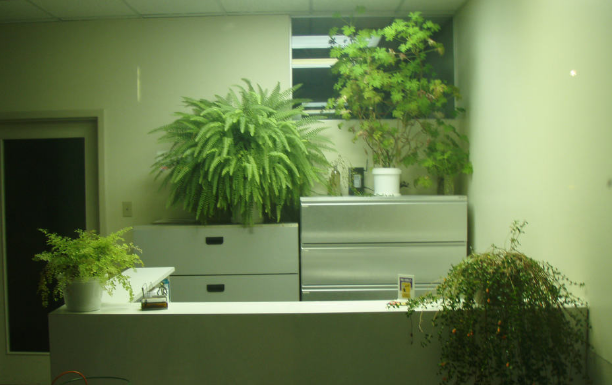 綠植租賃公司的哪些植物擺件適合春季的辦公室